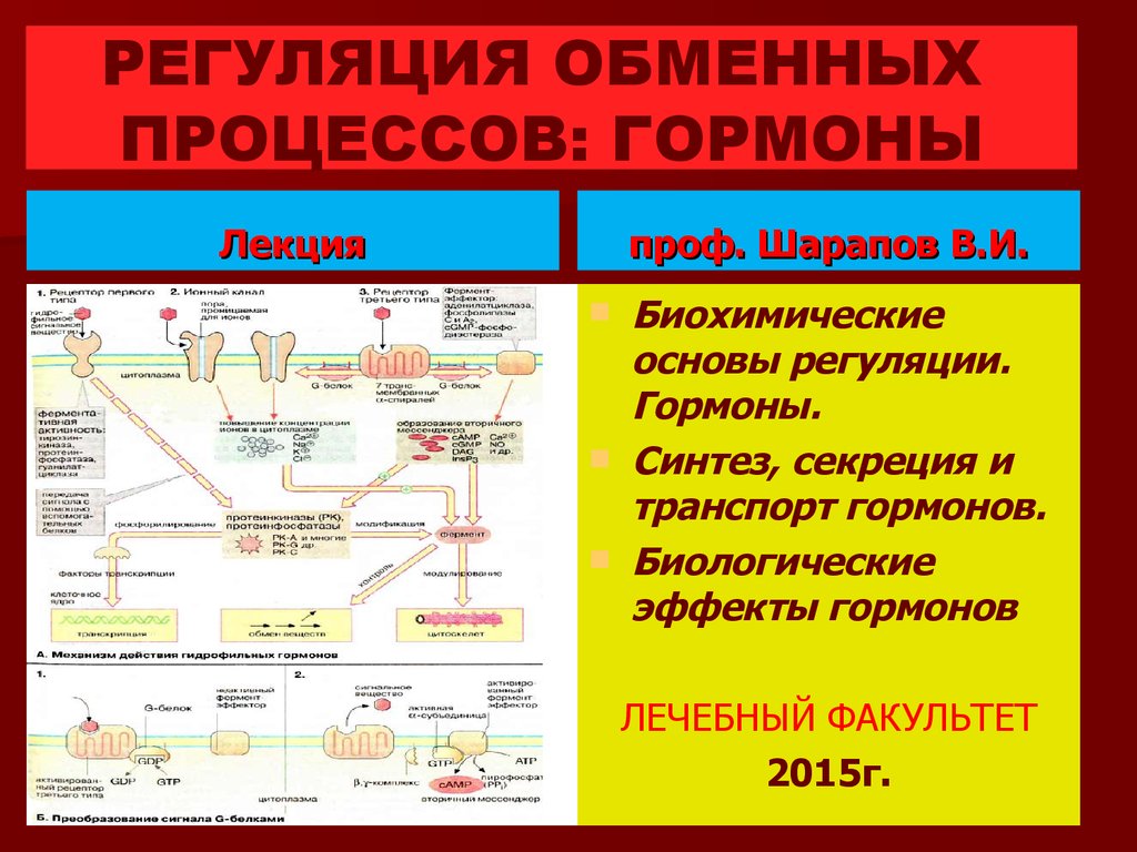 Регуляция обменов. Регуляция метаболических процессов. Схемы регуляции метаболических процессов. Гормоны и гормональная регуляция метаболических процессов.. Принципы регуляции обменных процессов.