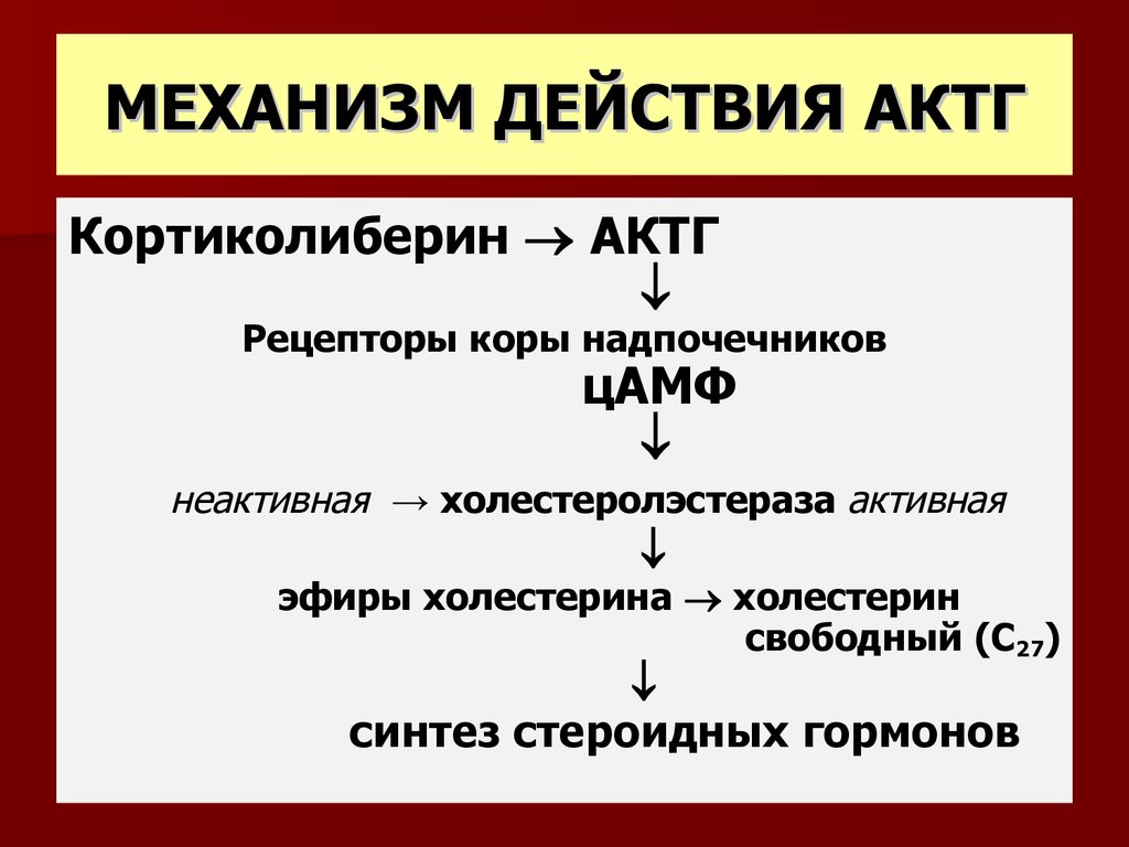 Надпочечники механизм действия. Адренокортикотропный гормон (АКТГ) секретируется. Механизм действия гормонов надпочечников. Адренокортикотропный гормон функции. АКТГ функции гормона.