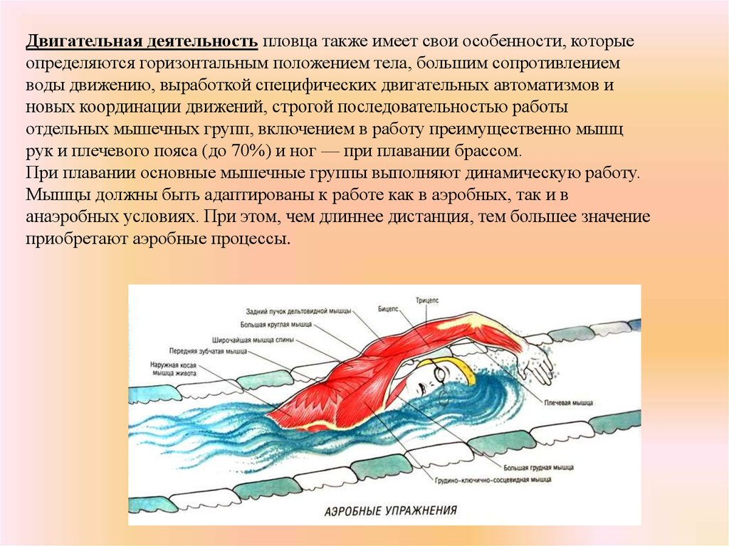 Плавание мышцы. Мышцы при плавании. Мышцы участвующие при плавании. Плавание какие мышцы работают. Как работают мышцы в плавании.