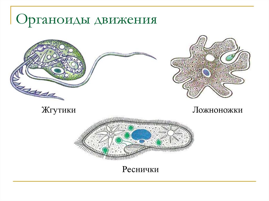 Передвижение многоклеточных. Органоиды движения псевдоподии. Строение органоидов движения клетки. Строение ложноножки клетки. Органоиды движения строение рисунок.