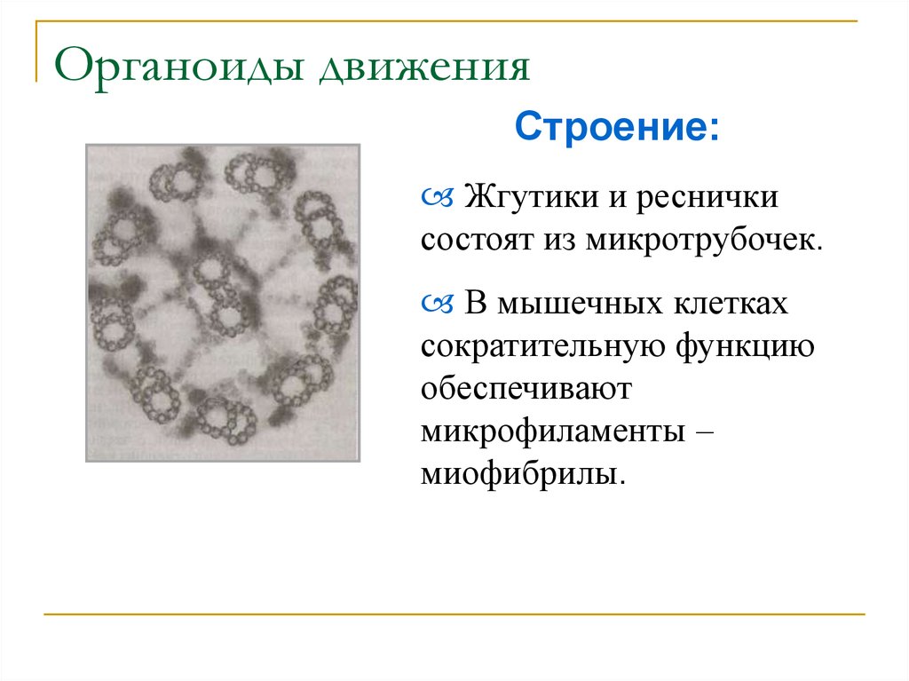 Органоиды движения рисунок