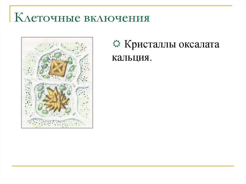 Кристаллы оксалата кальция. Клеточные включения Кристаллы оксалата. Оксалат кальция клеточное включение. Включения клетки щавелевокислого кальция. Кристаллические включения оксалата кальция.