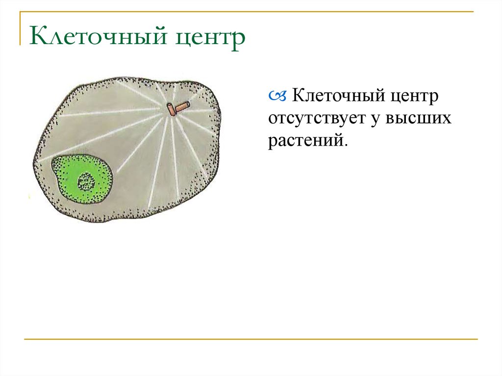 Клеточный центр в клетке рисунок