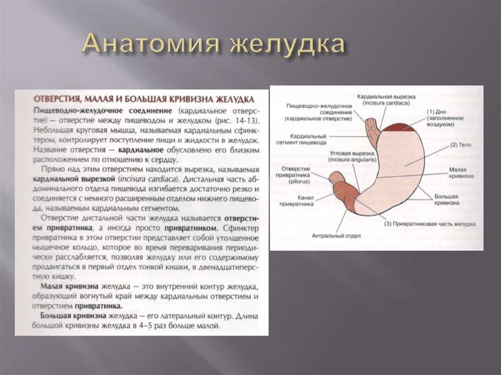 В какой состав органов входит желудок. Преддверие привратника желудка анатомия. Кривизны желудка анатомия. Антрально пилорический отдел желудка. Анатомия желудка антральный отдел.