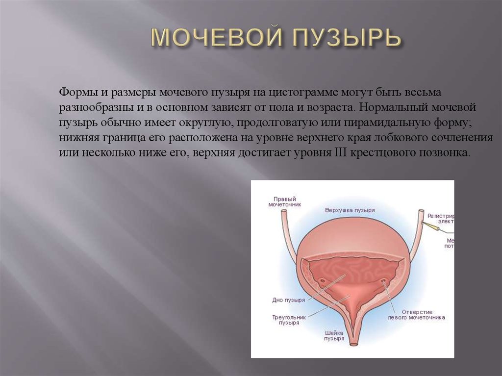 Объем мочевого пузыря у мужчин