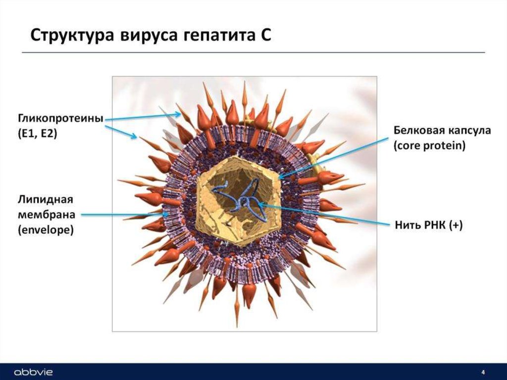 Химическое строение вируса. Вирус гепатита б строение вируса. Структура вируса гепатита а. Строение вирусного гепатита с. Структура вируса гепатита б.