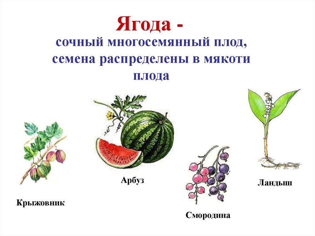 Части ягоды. Многосемянные ягоды. Сочные многосемянные плоды. Сочные плоды ягода. Строение ягоды.