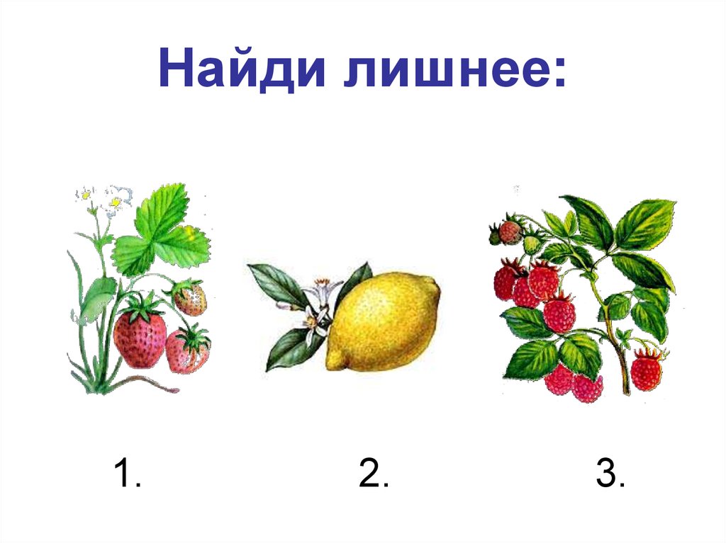 Найди ягодка. Найди лишнее. Лишнее Найди лишнее. Найди лишнее ягоды. Найди лишнее презентация.