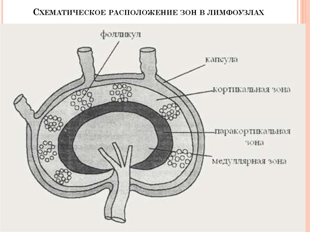 Схема строения лимфатического узла иммунология