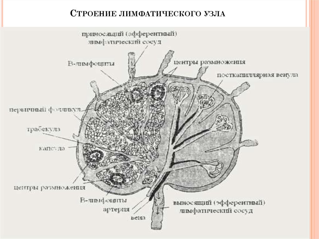 Лимфоузлы структурны. Схема строения лимфатического узла. Строение лимфатического узла анатомия. Строение лимфатического узла у животных. Лимфатический узел гистология схема.
