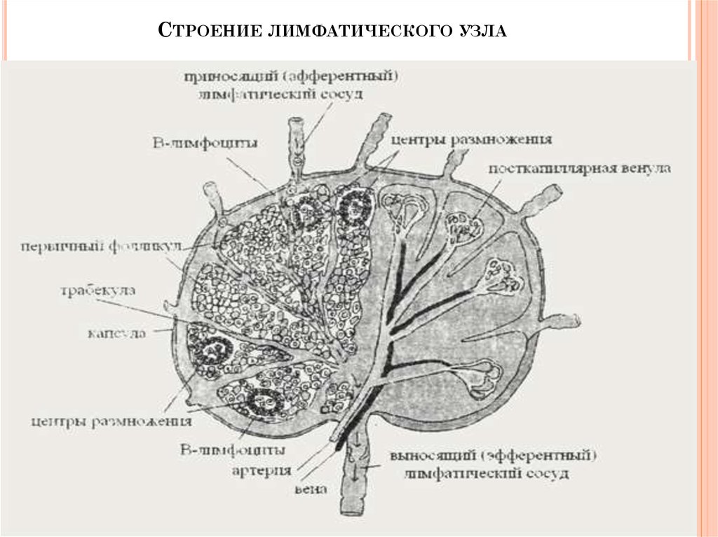 Строение лимфатического узла рисунок