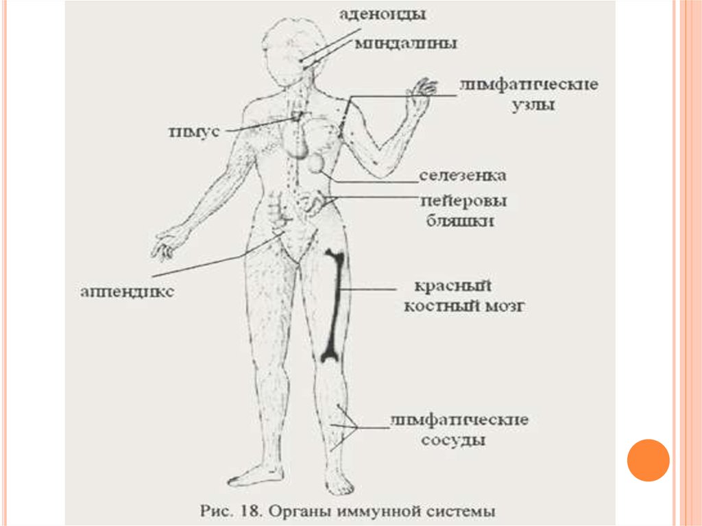 Иммунная система человека рисунок