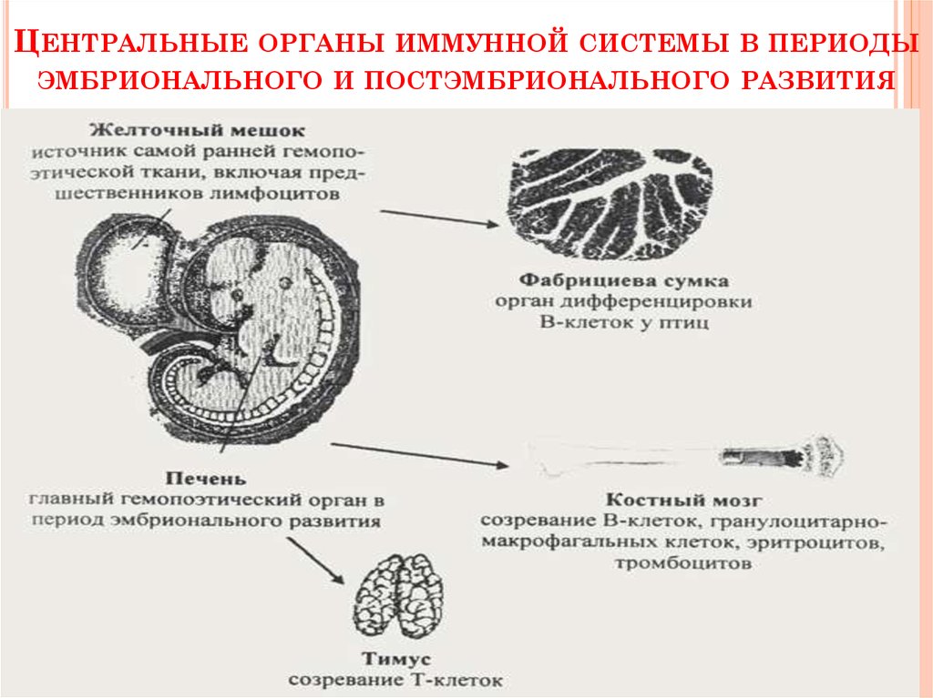 Центральный период. Этапы развития иммунной системы. Основные периоды онтогенеза иммунной системы. Эмбриональное развитие иммунной системы. Внутриутробный период развития иммунной системы..