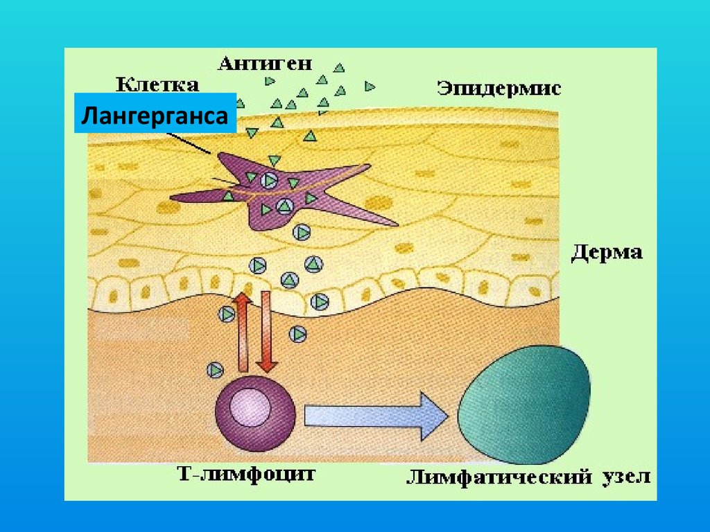 Клетки лангерганса. Механическая защита организма. Линии Лангерганса. Проникновение пептидов в эпидермисе Лангерганса. Алгоритм демонстрации антигена клетками Лангерганса.