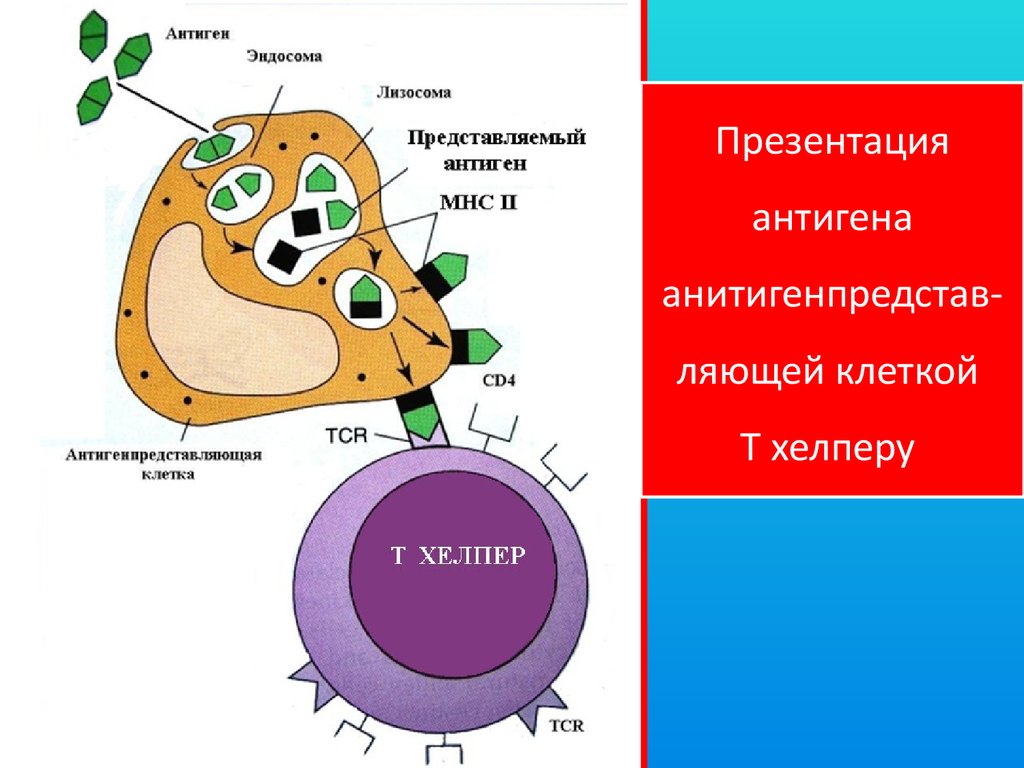 Презентация антигена лимфоцитам схема физиология