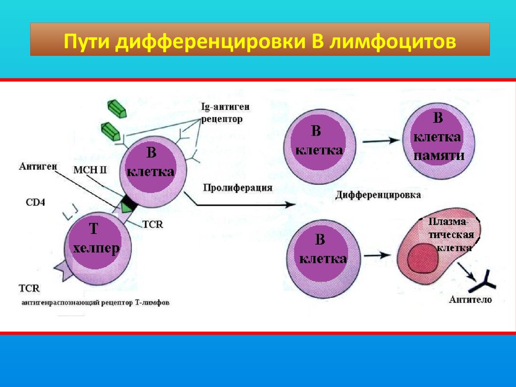 Т и б клетки. Этапы дифференцировки т лимфоцитов схема. Этапы дифференцировки б лимфоцитов. Дифференцировка в лимфоцитов в плазматические клетки. Образование лимфоцитов схема.
