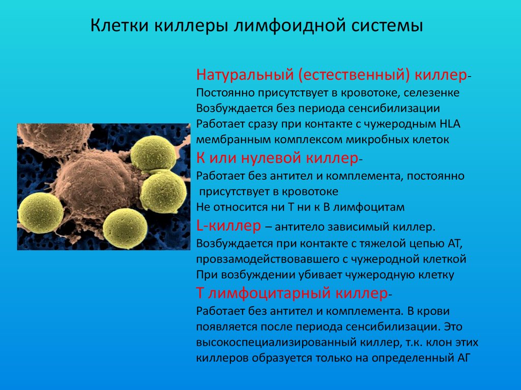 Т клетки в организме. Функции натуральных киллеров иммунология. Естественные клетки киллеры. Лимфоциты натуральные киллеры. Натуральные клетки киллеры.