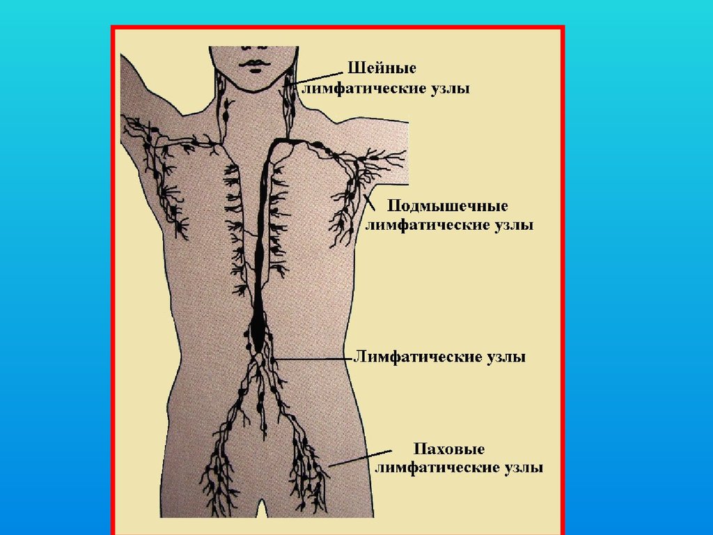 Подмышечные лимфоузлы. Подмышечные лимфатические узлы. Подмышечные лимфатические узлы расположение. Подмышечные лимфатические узлы расположение у мужчин. Поясничные лимфатические узлы.