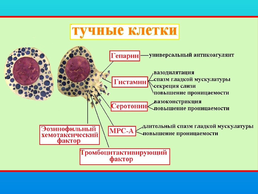 Тучные клетки это. Тучные клетки функции. Тучные клетки строение. Тучныеиклетки функции. Тучные клетки строение и функции.