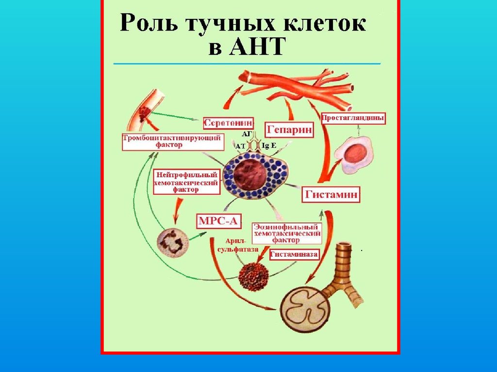 Презентация защита организма. Роль тучных клеток. Какие клетки и вещества защищают организм от болезнетворных. Защита от патогенных мл рисунок. Основная роль тучных клеток в защите организма от инфекции.