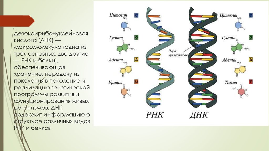 Сколько молекул днк в данной хромосоме. Строение РНК биология. Три основные макромолекулы ДНК РНК. ДНК И РНК. Структура ДНК 1953.