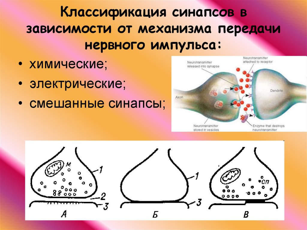 Передача нервного импульса. Таблица электрические синапсы химические синапсы. Электрический синапс физиология механизм. Химические электрические и смешанные синапсы. Строение синапса механизм химической передачи.