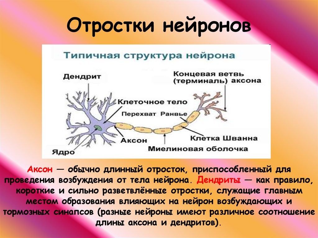 Строение нейрона. Синапс - презентация онлайн