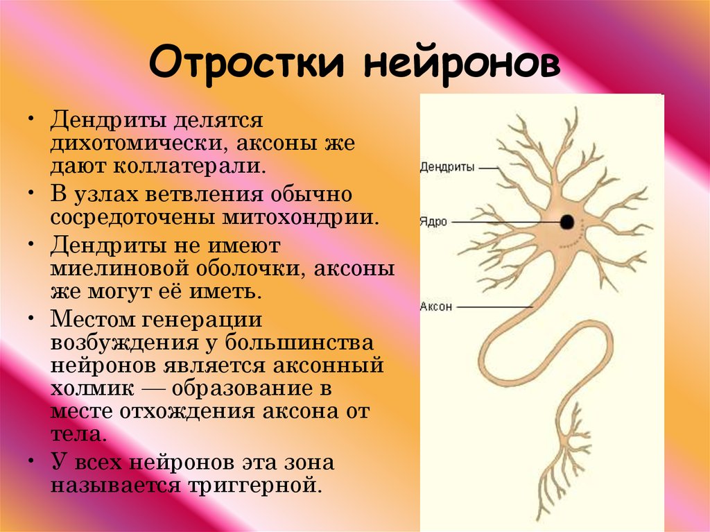 Как называется короткий нейрона. Строение нейрона дендриты Аксон. Строение нейрона. Отростки. Дендрит. Строение и функции отростки нейрона Аксон. Строение нервной клетки дендриты Аксон.