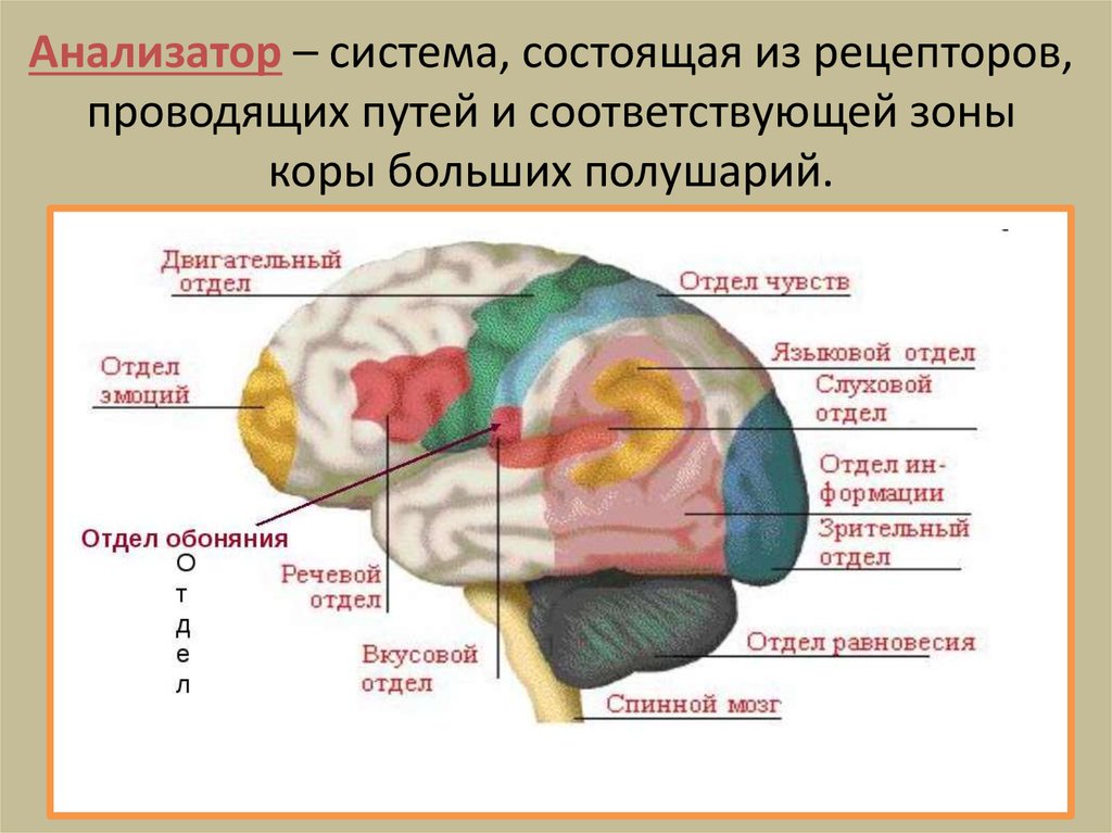 Области доли мозга. Зоны анализаторов в коре головного мозга. Функции вкусовой зоны головного мозга. Вкусовой анализатор в коре головного мозга. Центр обонятельного анализатора в коре больших полушарий.