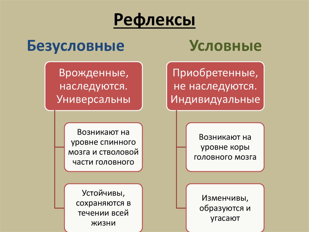 Рефлекс это в биологии. Услоавный и безусловные ревфрлекст. Услонвеы и безусловные рефл. Условие и безуслоаие рефлекции. Условный рефлекс.