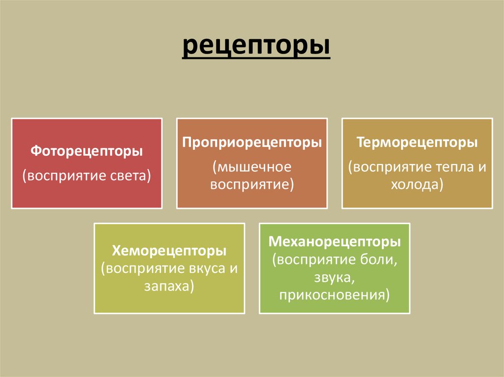 Виды механорецепторов презентация