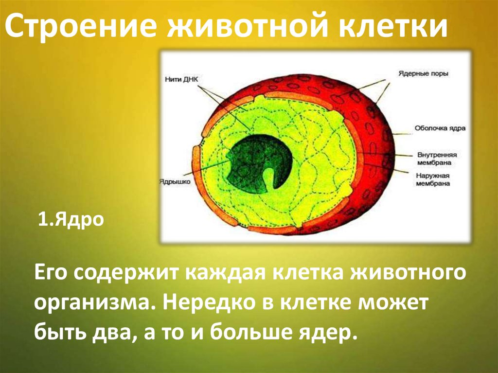 Презентация строение ядра