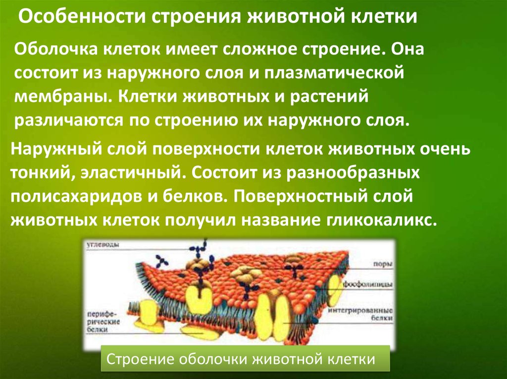 Сложные строения имеют. Внешний слой оболочки животной клетки. Особенности строения клеточной мембраны. Особенности животной клетки. Строение оболочки животной клетки.