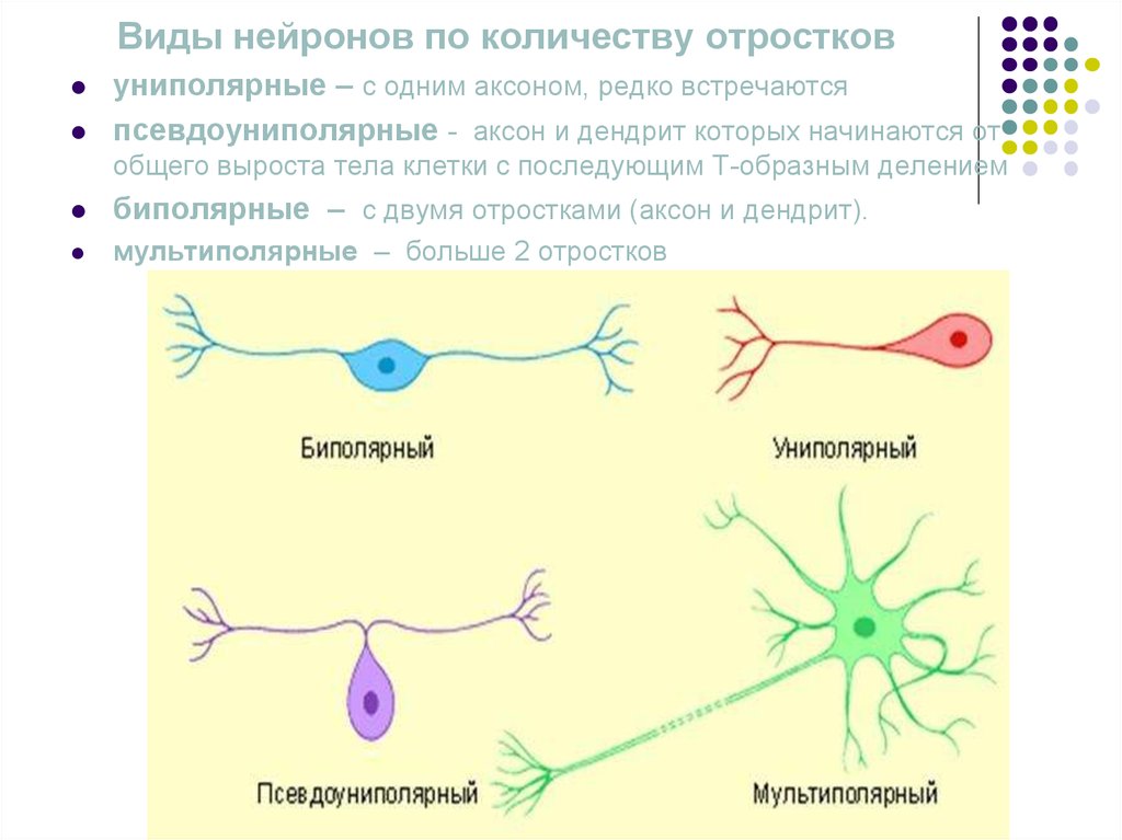 Деление нервных клеток. Нейроны по количеству отростков. Нервная клетка. Типы нейронов. Виды нейронов по количеству отростков.