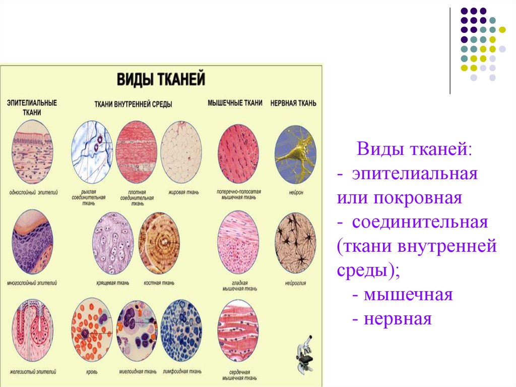 Описание видов тканей