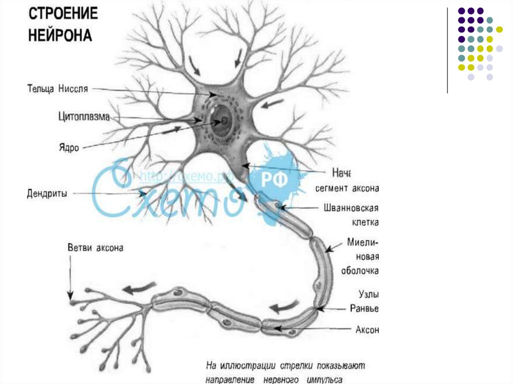 Строение нервной клетки рисунок