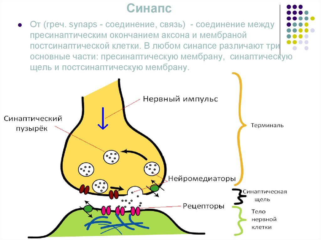 Синапс рисунок с обозначениями