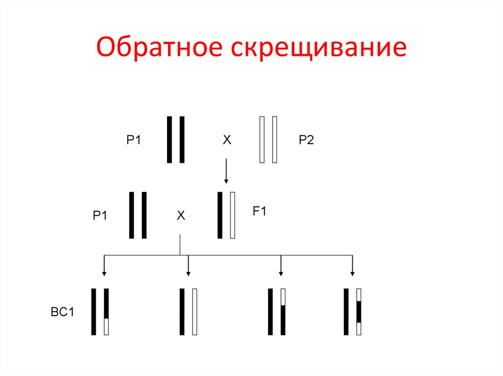 Реципрокное скрещивание схема