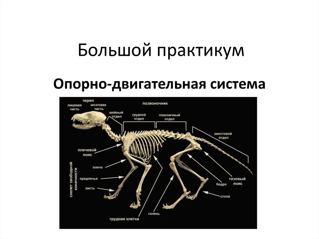 Опорно двигательная система. Строение опорно двигательной системы животных. Опорно двигательная система позвоночных схема. Эволюция опорно-двигательной системы млекопитающих. Опорно двигательная система китообразных.