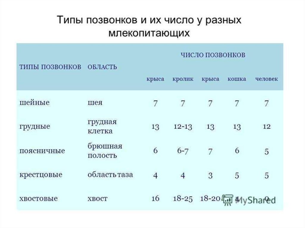 Количество позвонков. Количество позвонков у животных таблица. Количество позвонков у разных видов животных таблица. Количество позвонков у разных животных. Количество позвонков у млекопитающих.