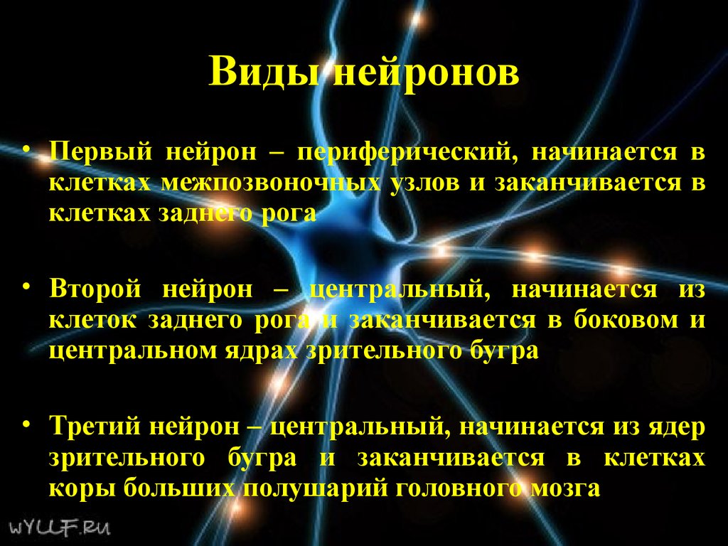 Первые нейроны. Второй Нейрон. Первый Нейрон. Центральный Нейрон начинается. 2 Периферический Нейрон.