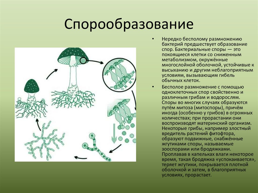 Взрослые родительские организмы схема