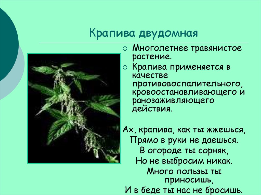 Известно что крапива двудомная многолетнее. Крапива Южного Урала. Лекарственные растения крапива двудомная кратко. Крапива растение Урала.