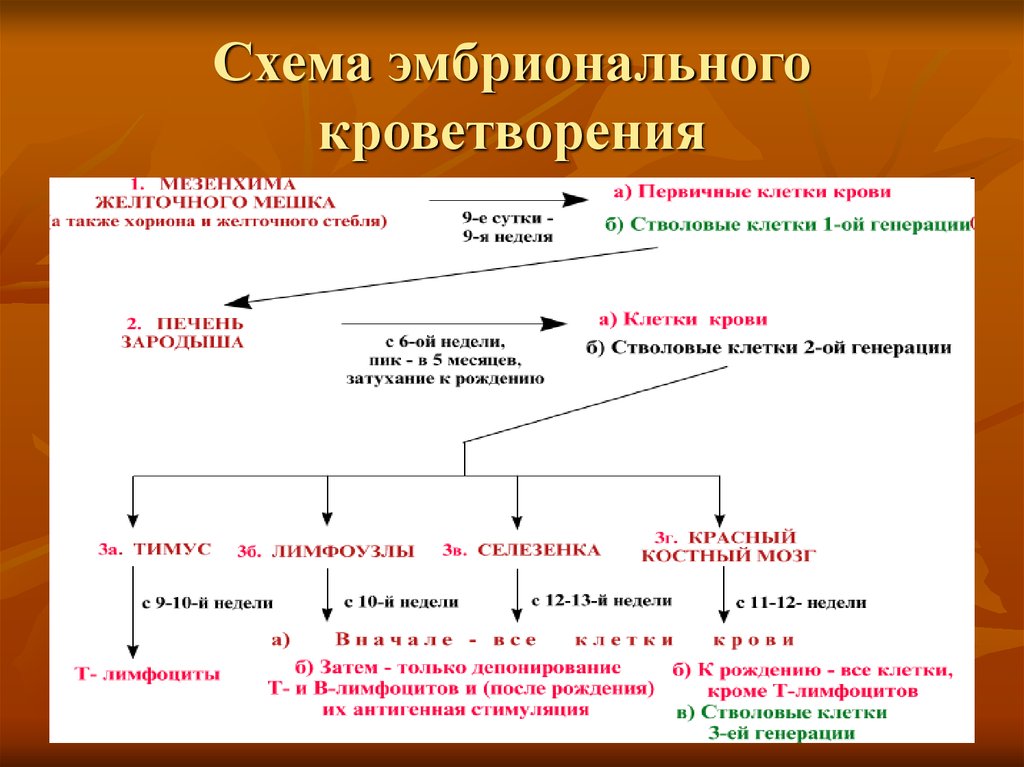 Классификация кроветворения