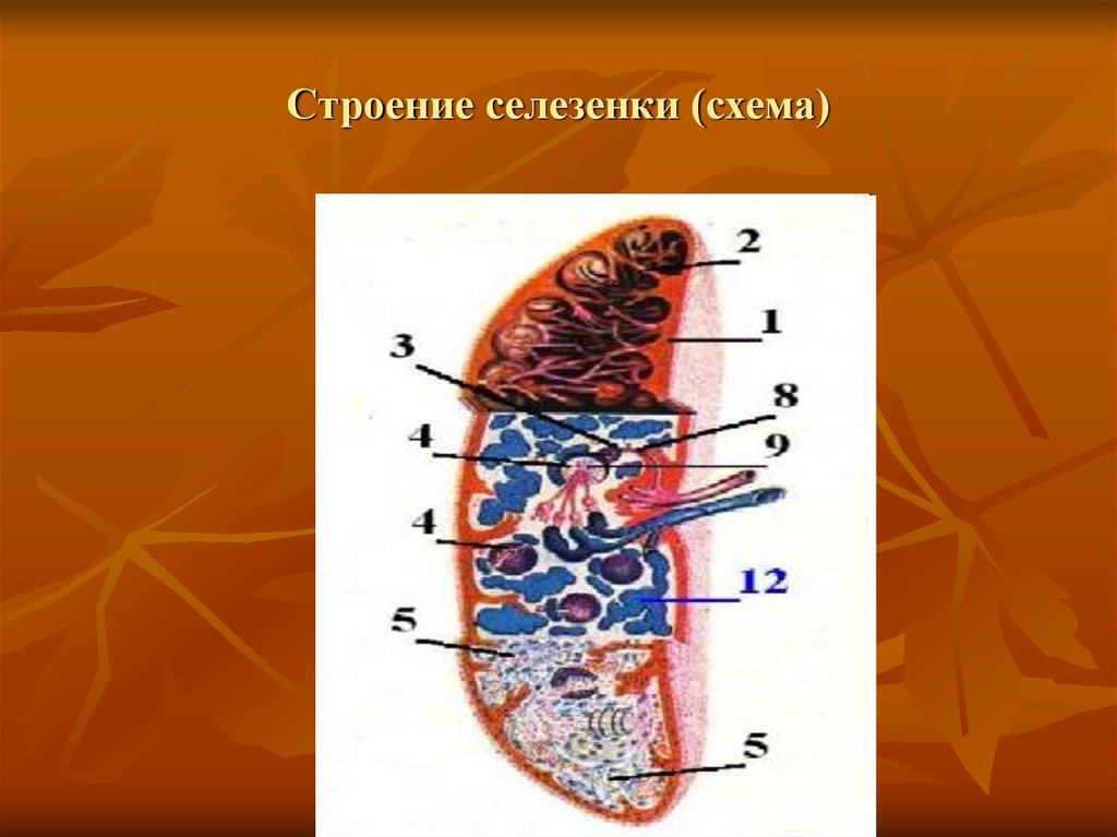 Рисунок селезенки с подписями