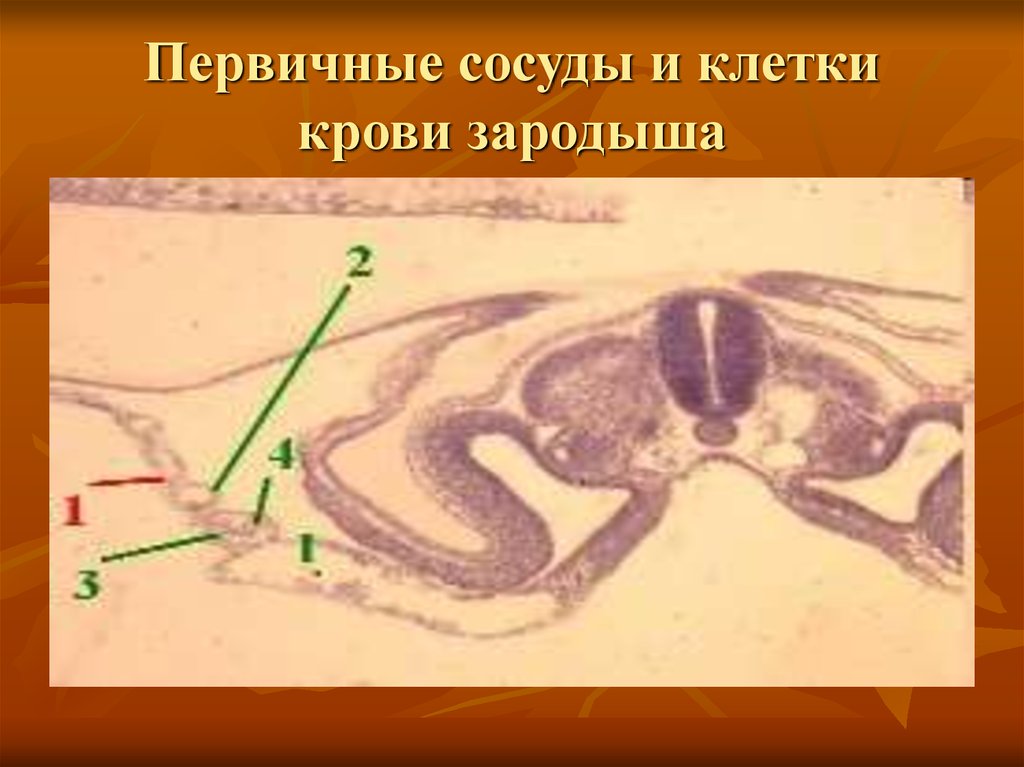 Первичные клетки