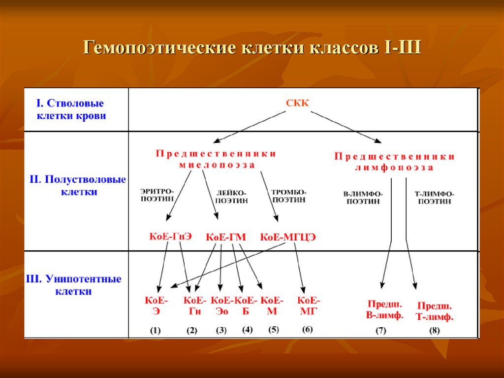 Классы клеток. Классы гемопоэтических клеток. Гемопоэтические клетки классификация. Миелопоэтическте клетки. Гемопоэтических стволовых клеток.