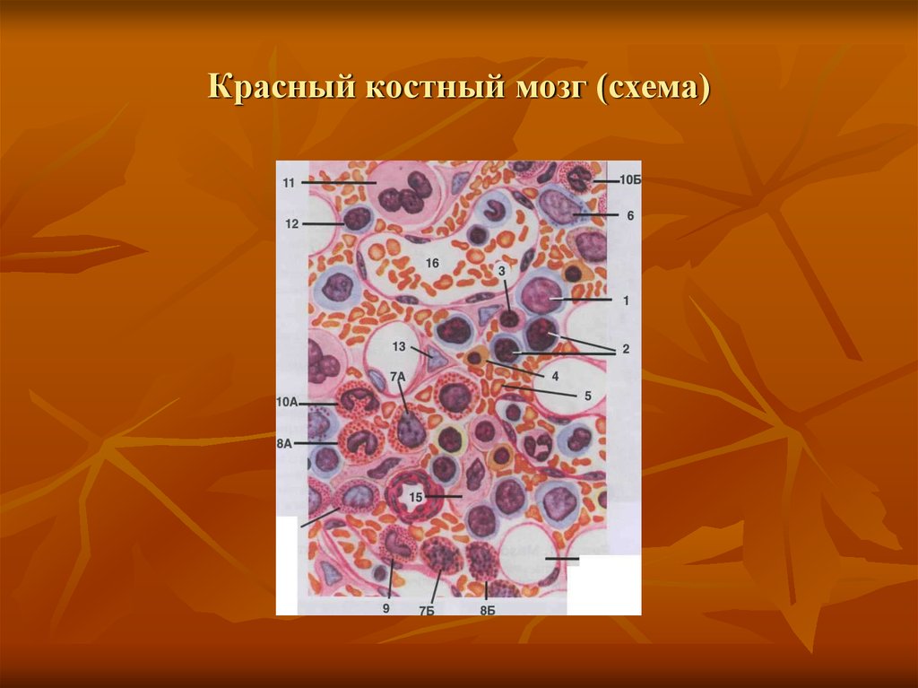 Клетки образующиеся в красном костном мозге. Схема строения красного костного мозга. Основные структуры красного костного мозга схема. Красный костный мозг Электронограмма. Гистогенез красного костного мозга.