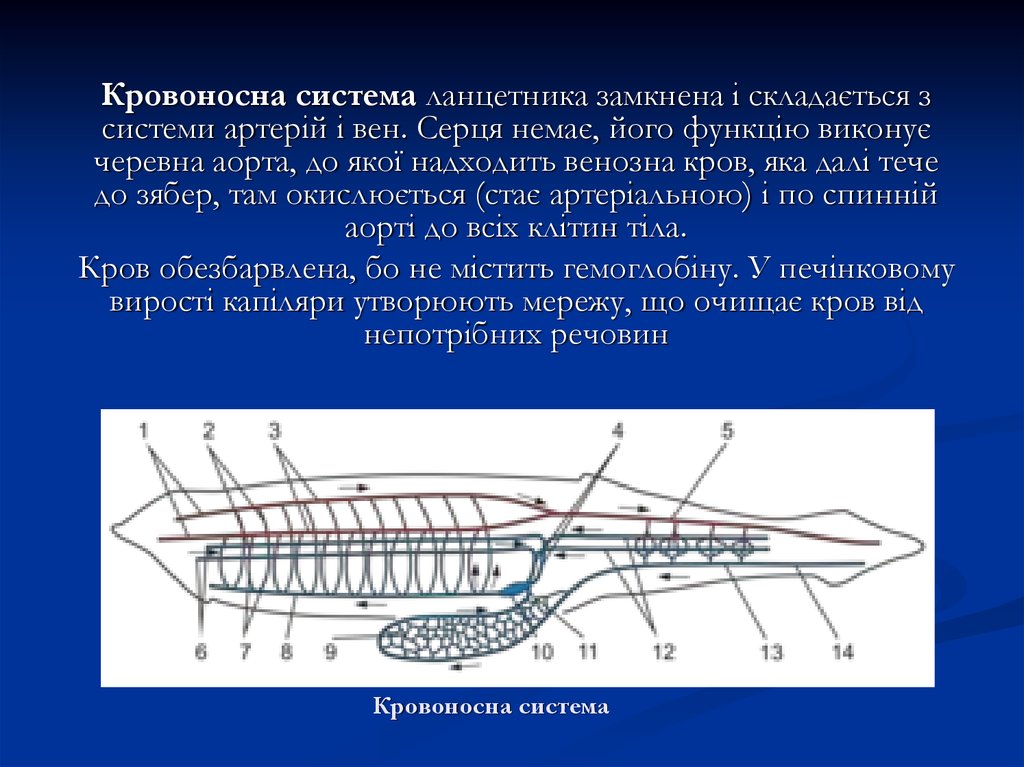 Кровеносная система ланцетника схема в цвете