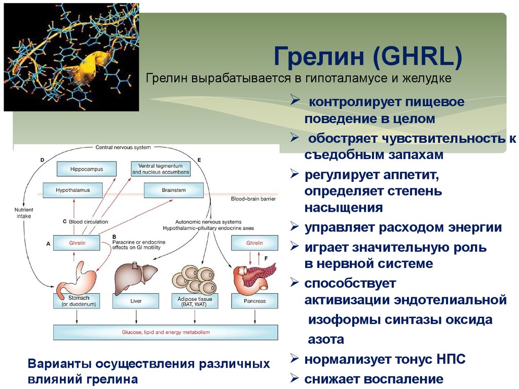 Схема регуляции пищевого поведения